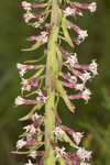 Slender blazing star